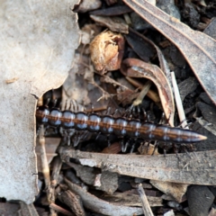 Paradoxosomatidae sp. (family) at Watson, ACT - 14 Aug 2024