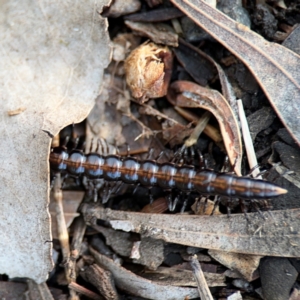 Paradoxosomatidae sp. (family) at Watson, ACT - 14 Aug 2024