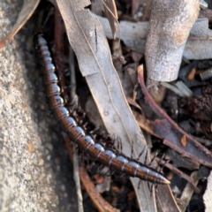 Paradoxosomatidae sp. (family) at Watson, ACT - 14 Aug 2024