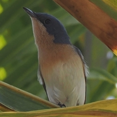 Myiagra rubecula (Leaden Flycatcher) at Rollingstone, QLD - 15 Aug 2024 by lbradley