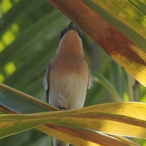 Myiagra rubecula at Rollingstone, QLD - 15 Aug 2024 11:02 AM