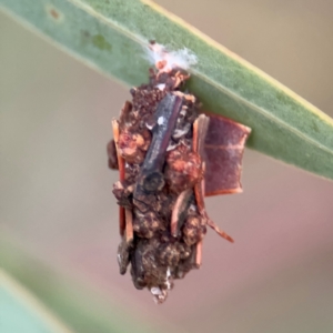 Psychidae (family) IMMATURE at Ainslie, ACT - 14 Aug 2024 04:51 PM