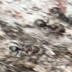 Iridomyrmex rufoniger at Ainslie, ACT - 14 Aug 2024