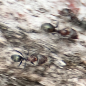 Iridomyrmex rufoniger at Ainslie, ACT - 14 Aug 2024