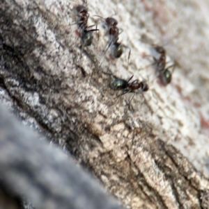 Iridomyrmex rufoniger at Ainslie, ACT - 14 Aug 2024