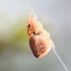 Araneinae (subfamily) at Ainslie, ACT - 14 Aug 2024 04:46 PM