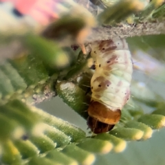 Lepidoptera unclassified IMMATURE (caterpillar or pupa or cocoon) at Lyneham, ACT - 14 Aug 2024 by Hejor1