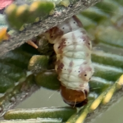 Lepidoptera unclassified IMMATURE at Lyneham, ACT - 14 Aug 2024