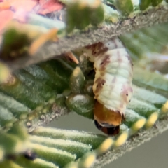 Lepidoptera unclassified IMMATURE at Lyneham, ACT - 14 Aug 2024