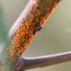 Acizzia sp. (genus) at Ainslie, ACT - 14 Aug 2024