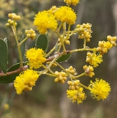 Acacia leucolobia at Bookham, NSW - 14 Aug 2024 by JaneR