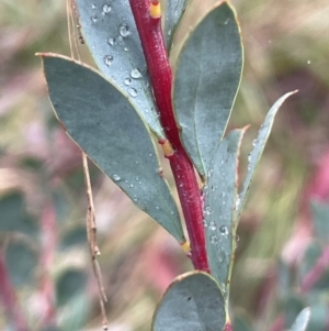 Acacia leucolobia at Bookham, NSW - 14 Aug 2024