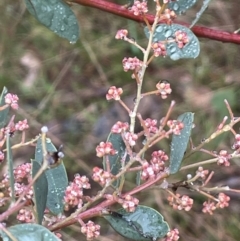 Acacia leucolobia at Bookham, NSW - 14 Aug 2024