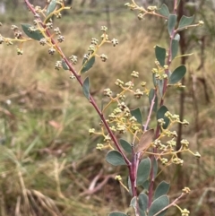 Acacia leucolobia at Bookham, NSW - 14 Aug 2024