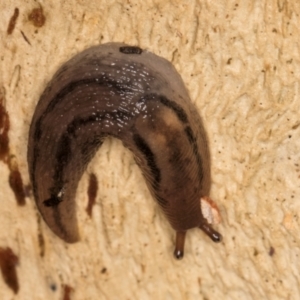 Ambigolimax sp. (valentius and waterstoni) at Belconnen, ACT - 14 Aug 2024