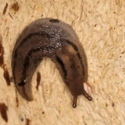 Ambigolimax sp. (valentius and waterstoni) (Striped Field Slug) at Belconnen, ACT - 14 Aug 2024 by kasiaaus