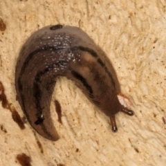 Ambigolimax sp. (valentius and waterstoni) at Belconnen, ACT - 14 Aug 2024