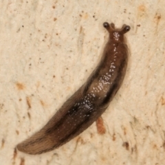 Ambigolimax sp. (valentius and waterstoni) at Belconnen, ACT - 14 Aug 2024