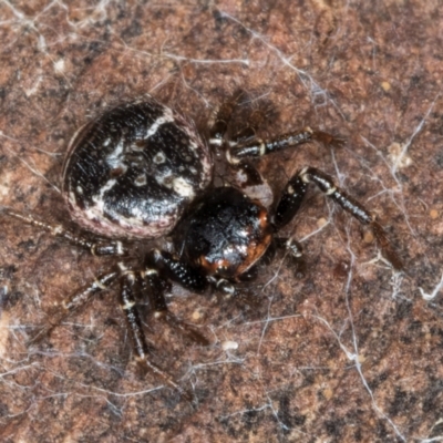 Tharpyna diademata (Diamond Tharpyna) at Belconnen, ACT - 14 Aug 2024 by kasiaaus