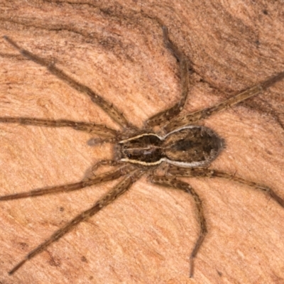Dolomedes (genus) (Fishing spider) at Belconnen, ACT - 14 Aug 2024 by kasiaaus