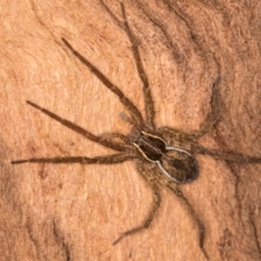 Dolomedes sp. (genus) at Belconnen, ACT - 14 Aug 2024