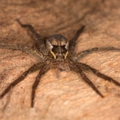 Dolomedes sp. (genus) at Belconnen, ACT - 14 Aug 2024