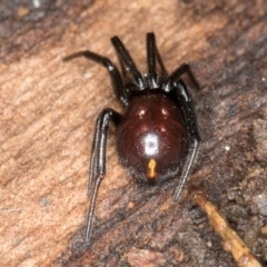 Storosa obscura at Belconnen, ACT - 14 Aug 2024