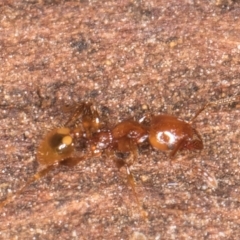 Formicidae (family) (Unidentified ant) at Belconnen, ACT - 14 Aug 2024 by kasiaaus