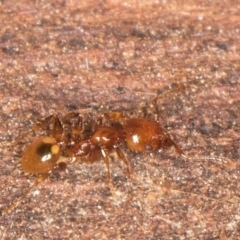 Podomyrma sp. (genus) at Belconnen, ACT - 14 Aug 2024