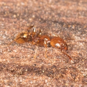 Podomyrma sp. (genus) at Belconnen, ACT - 14 Aug 2024