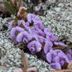 Hovea heterophylla (Common Hovea) at Hawker, ACT - 14 Aug 2024 by CattleDog