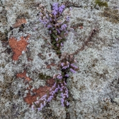 Hovea heterophylla at Hawker, ACT - 15 Aug 2024