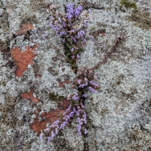 Hovea heterophylla at Hawker, ACT - 15 Aug 2024 09:28 AM