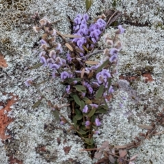 Hovea heterophylla at Hawker, ACT - 15 Aug 2024 09:28 AM