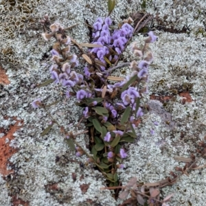 Hovea heterophylla at Hawker, ACT - 15 Aug 2024 09:28 AM