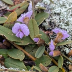 Hovea heterophylla at Hawker, ACT - 15 Aug 2024