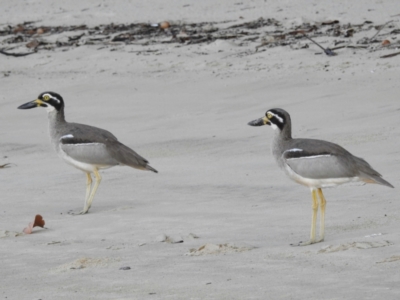 Esacus magnirostris (Beach Stone-curlew) at South Mission Beach, QLD - 18 May 2022 by HelenCross
