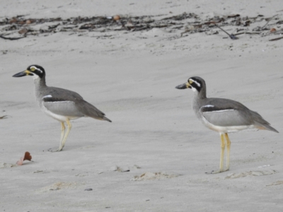 Esacus magnirostris (Beach Stone-curlew) at South Mission Beach, QLD - 18 May 2022 by HelenCross