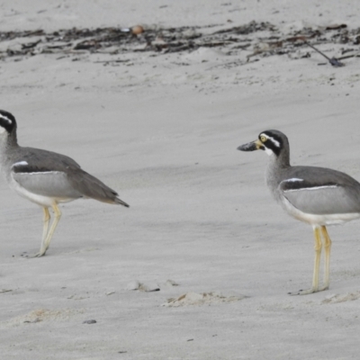 Esacus magnirostris (Beach Stone-curlew) at South Mission Beach, QLD - 18 May 2022 by HelenCross