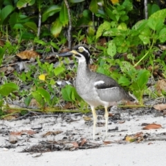 Esacus magnirostris at South Mission Beach, QLD - 18 May 2022