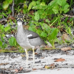 Esacus magnirostris at South Mission Beach, QLD - 18 May 2022