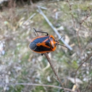 Agonoscelis rutila at Yarrow, NSW - 15 Aug 2024