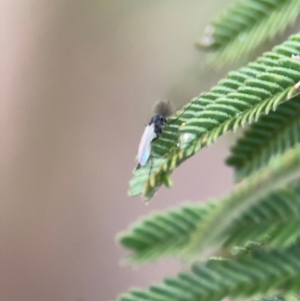 Chironomidae (family) at Mitchell, ACT - 14 Aug 2024