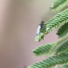 Chironomidae (family) at Mitchell, ACT - 14 Aug 2024