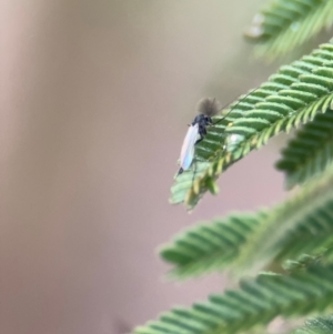 Chironomidae (family) at Mitchell, ACT - 14 Aug 2024 04:40 PM