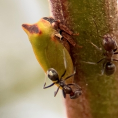 Iridomyrmex rufoniger (Tufted Tyrant Ant) at Ainslie, ACT - 14 Aug 2024 by Hejor1