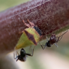 Iridomyrmex rufoniger at Ainslie, ACT - 14 Aug 2024