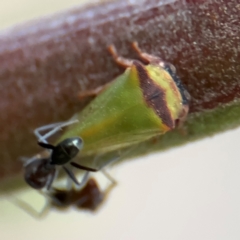 Iridomyrmex rufoniger at Ainslie, ACT - 14 Aug 2024