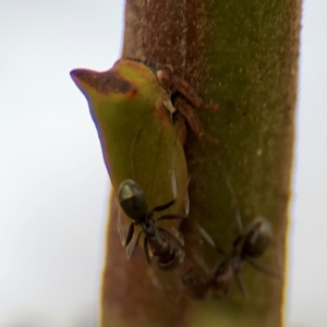 Iridomyrmex rufoniger at Ainslie, ACT - 14 Aug 2024