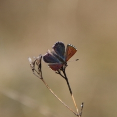 Paralucia crosbyi (Violet Copper Butterfly) at Captains Flat, NSW - 15 Aug 2024 by Csteele4